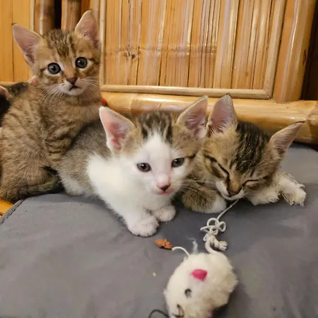 Virivka A Sauna Na Pokoji,nebo Na Vlastni Terase - Farma U Pribrami Appartamento *