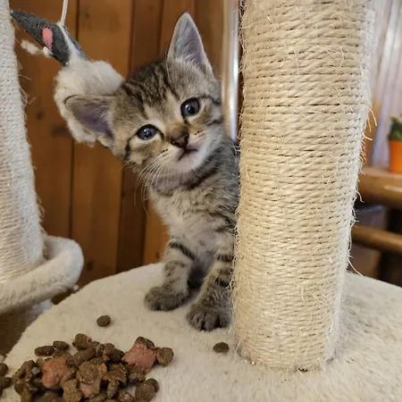 Virivka A Sauna Na Pokoji,nebo Na Vlastni Terase - Farma U Pribrami * Příbram