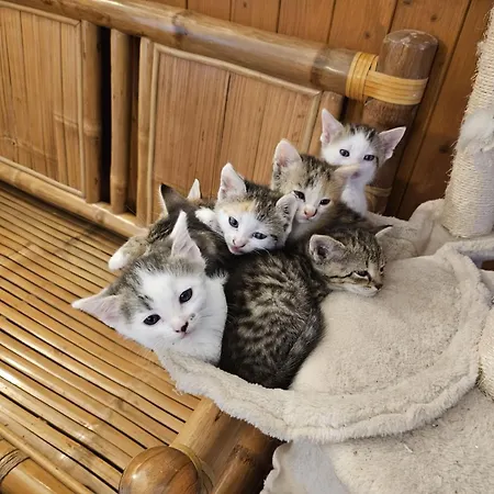 Appartamento Virivka A Sauna Na Pokoji,nebo Na Vlastni Terase - Farma U Pribrami Příbram